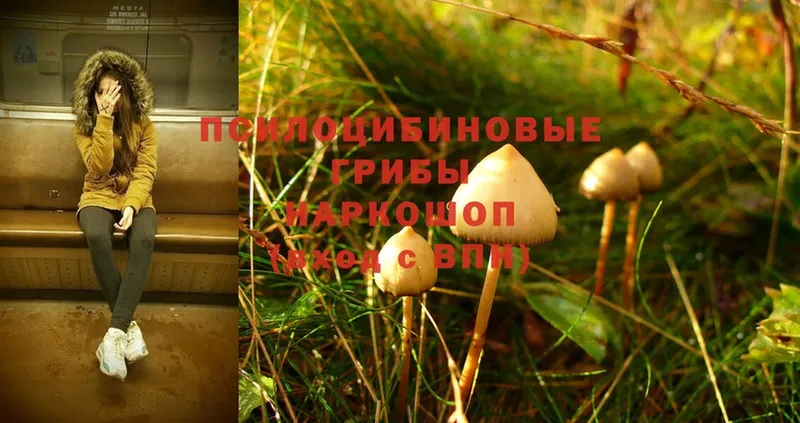 Галлюциногенные грибы Magic Shrooms  цены наркотик  Ачинск 